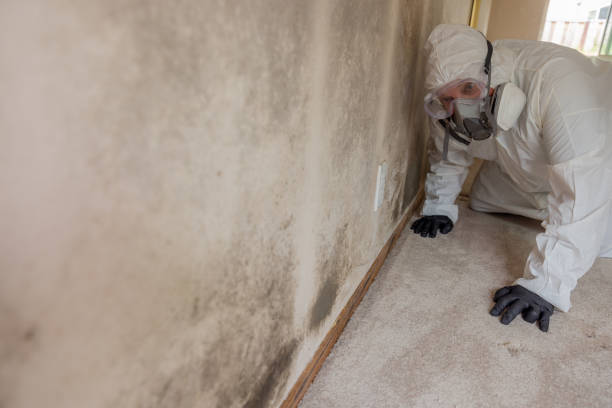 Best Mold Remediation for Healthcare Facilities  in Due West, SC